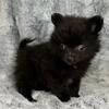Precious compact teacup, Pomeranian male