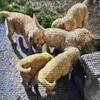 8 week old Golden Retreivers pups available 