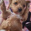 Toy poodle puppies tiny. Estimated 6-7lb Akc