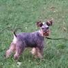 Free!!- Mini schnauzer female 1yr old