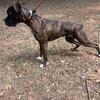 AKC Registered Boxer 6 month female