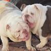 English Bulldog females