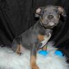 *MALE* 22 month old American Bully