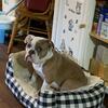 English Bulldog