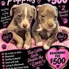 America pit bulls