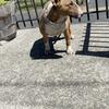 sweet Female bull terrier 