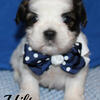 Teddy Bear (Shih Tzu/Bichon)