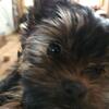Yorky puppies for sale