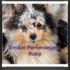 Retiring female AKC pom