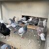 Racing pigeons, young and old