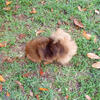 Full AKC Sable Pomeranian  Female
