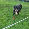 Adult German Rottweilers