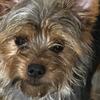 AKC yorkie 