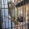 Older green cheek conures available