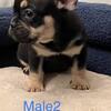 French Bulldog puppies 2x kash the fluffy 2x kryptonite