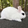 Dwarf hotot baby rabbit