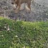 2 1/2 year old male redboy jocko bolio jeep sorrell Jenkins