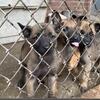 Belgian Malinois working line Puppy (Aggressive Guard Dog traits) 