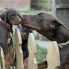 Male European Doberman 20 PRICE REDUCED