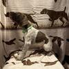German shorthaired pointer puppies