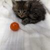 Maine coon mix kittens 
