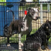 American Bully Cross Staffy Puppies