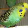 English budgie  (larger parakeet)