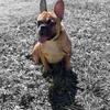 AKC French Bulldog Male 