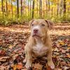 **Sold**Rocky – 16 Week Old Pocket Bully - ABKC registered starter pack included