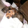 AKC LONG HAIR MINI DACHSHUND PUPS