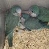 birds quaker parrot mutation