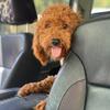 Dark Red Cavapoo stud 