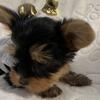 Tea Cup Yorkshire Terrier 