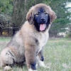 UKC registered CAUCASIAN OVCHARKA Female pups
