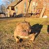 Exotic Bully Female UKC ABR
