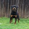 Young male Rottweiler