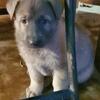 Akc german shepherd puppies