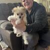 Female Pomeranian, and bichon Puppy