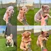 Female French Bulldogs 