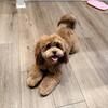Adorable Shih-Poo Puppy Looking for a Loving Home