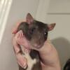 ~5 Month Old Pet Rats