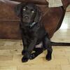 Labrador chocolat chiot 