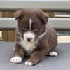 Australian Shepherd puppies...blue eyes!!