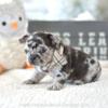 Poetic French Bulldog Puppy Oreo Chocolate Merle male