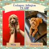 Fully vaccinated Cockapoo Puppy CKC registered