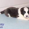Border Collie pups AKC