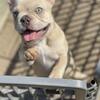 Pet home frenchie 1500