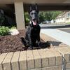 Belgian Malinois ALL-STAR Puppy