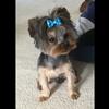 AKC Registered Yorkie Yorkshire Terrier Stud Service Proven (puppies available)