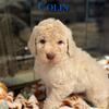 AKC registered standard poodles